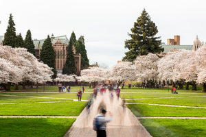See you at UW Cherry Blossom Run
